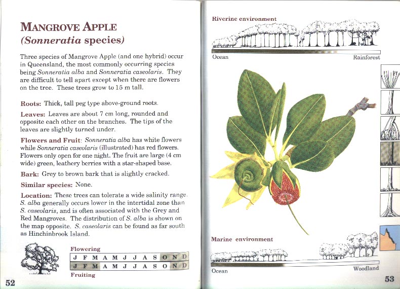 Field Guide to the Mangroves of Queensland - aus dem Buch